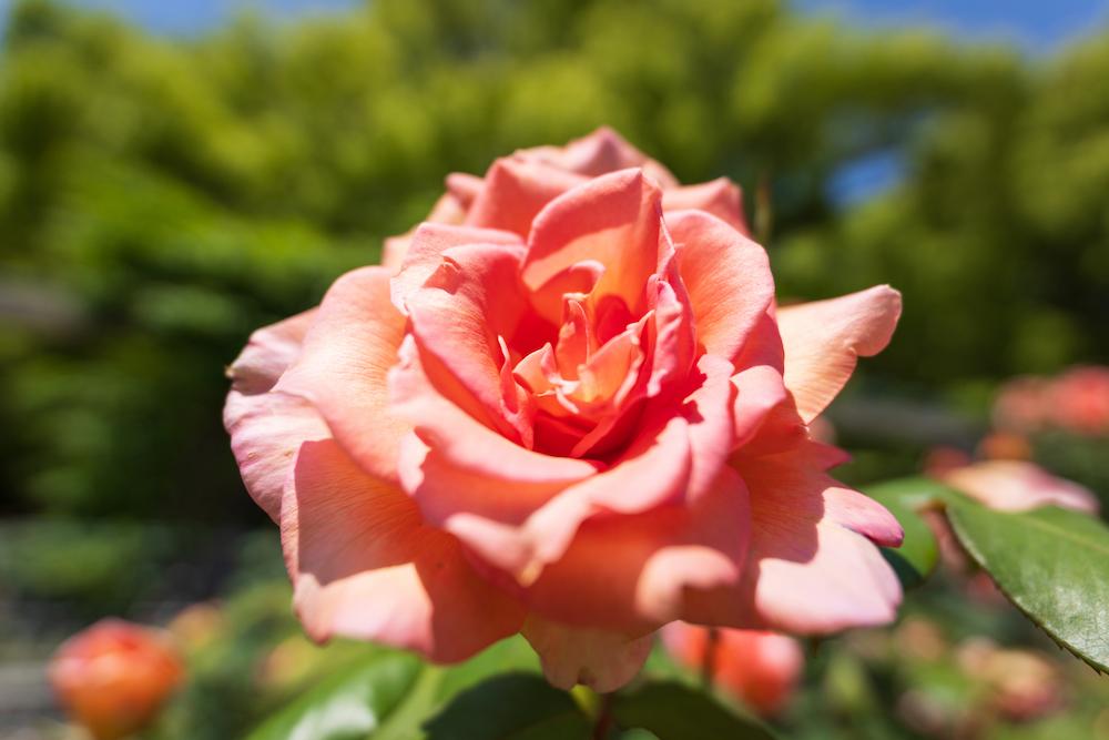 TAMRON 16-30mm F2.8 G2 (Model A064)　Focal length：16mm　Exposure：F2.8　Shutter speed：1/3200sec.　ISO：100